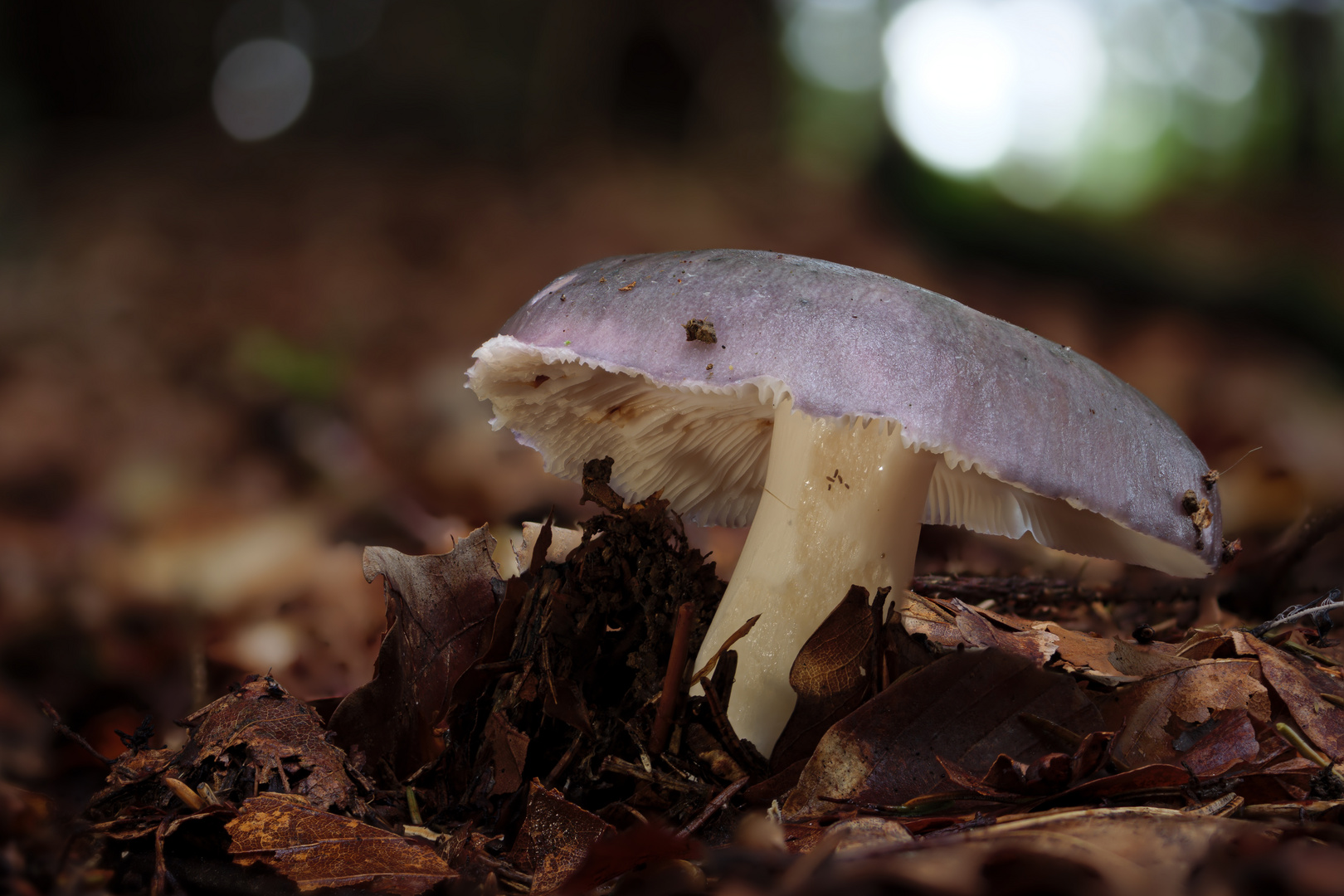 Pilz im Wald