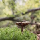 Pilz im Wald