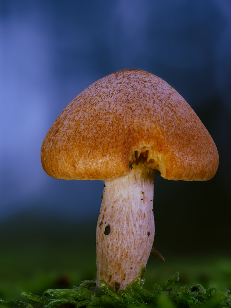 Pilz im Wald