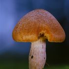 Pilz im Wald