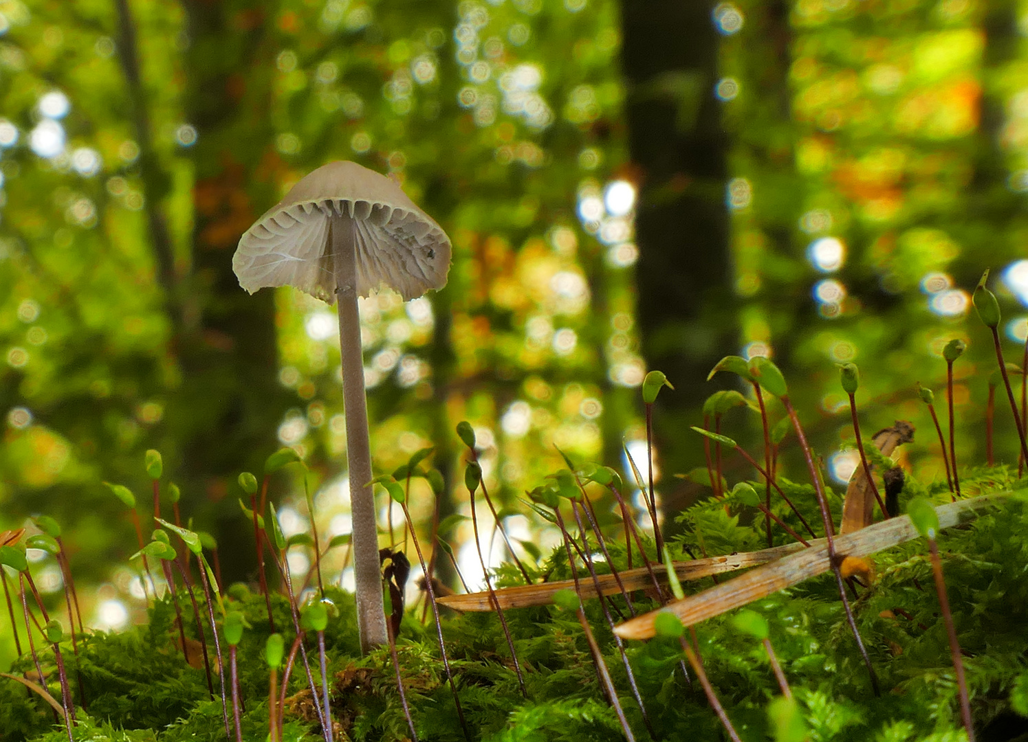 Pilz im Wald