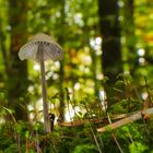 Pilz im Wald