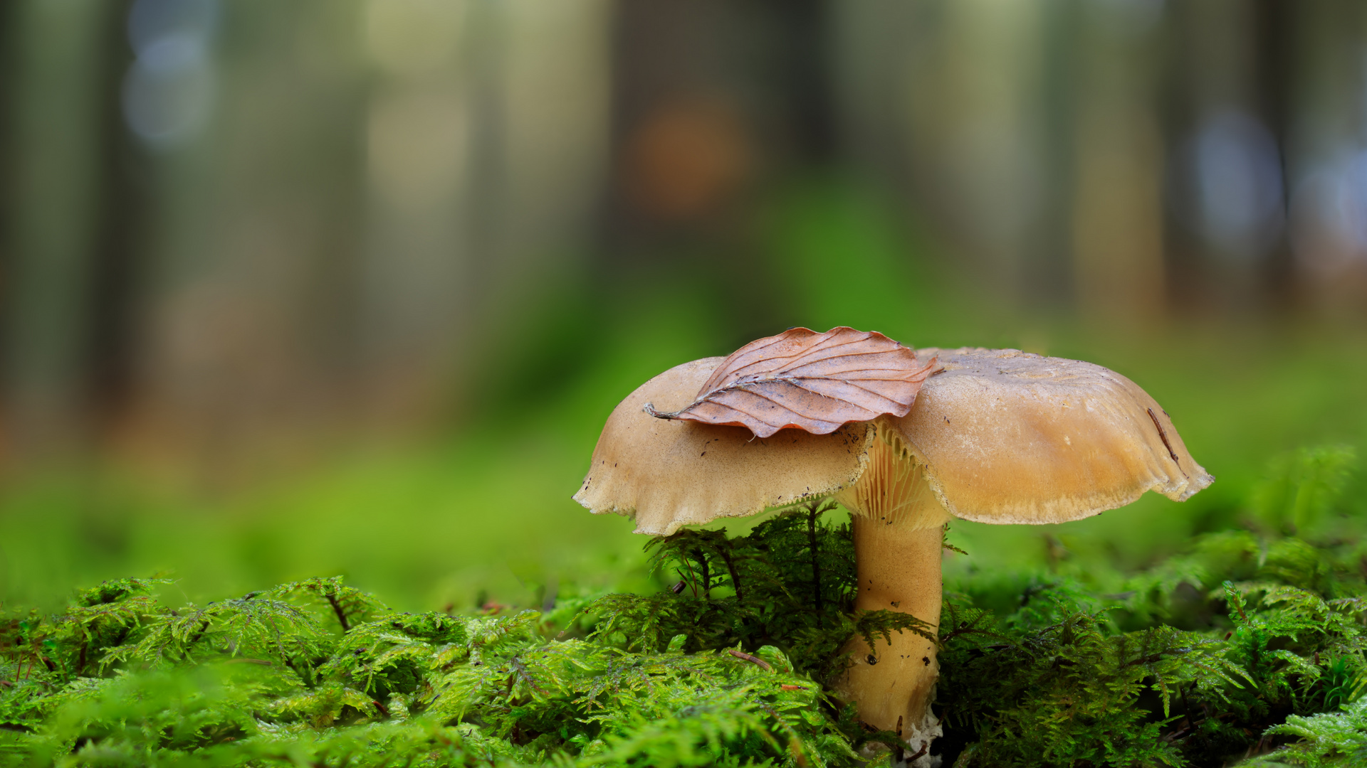 Pilz im Wald