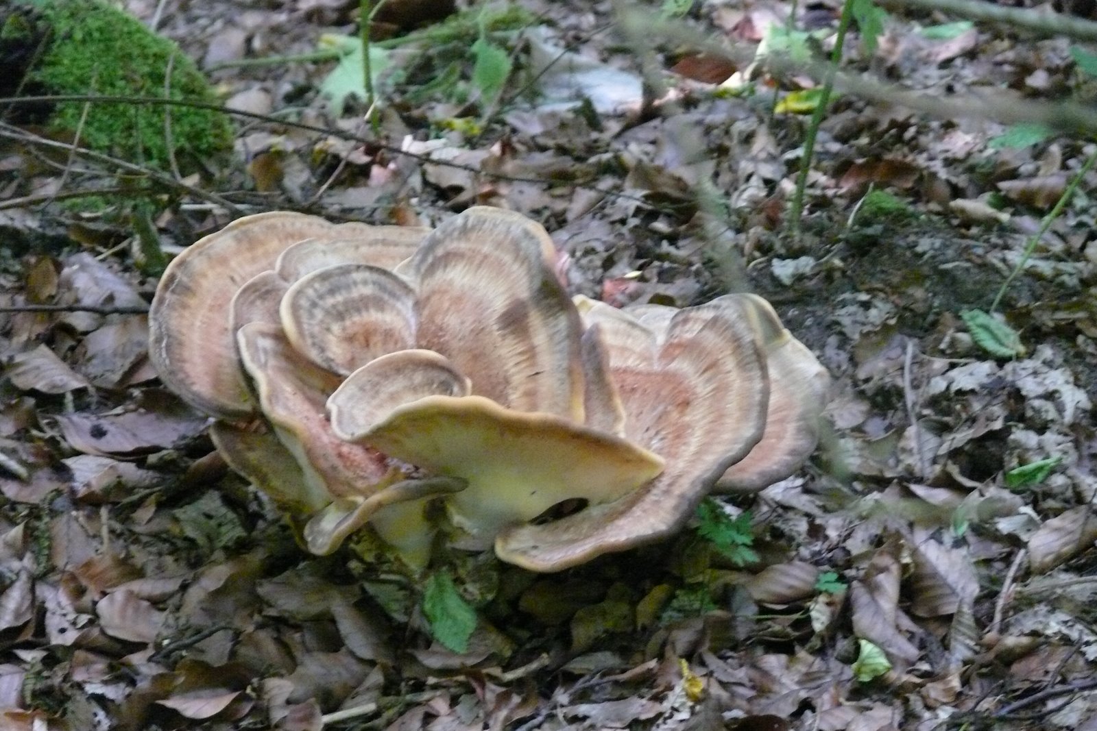 Pilz im Wald (aber leider unscharf)