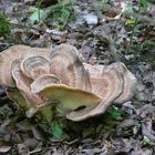 Pilz im Wald (aber leider unscharf)