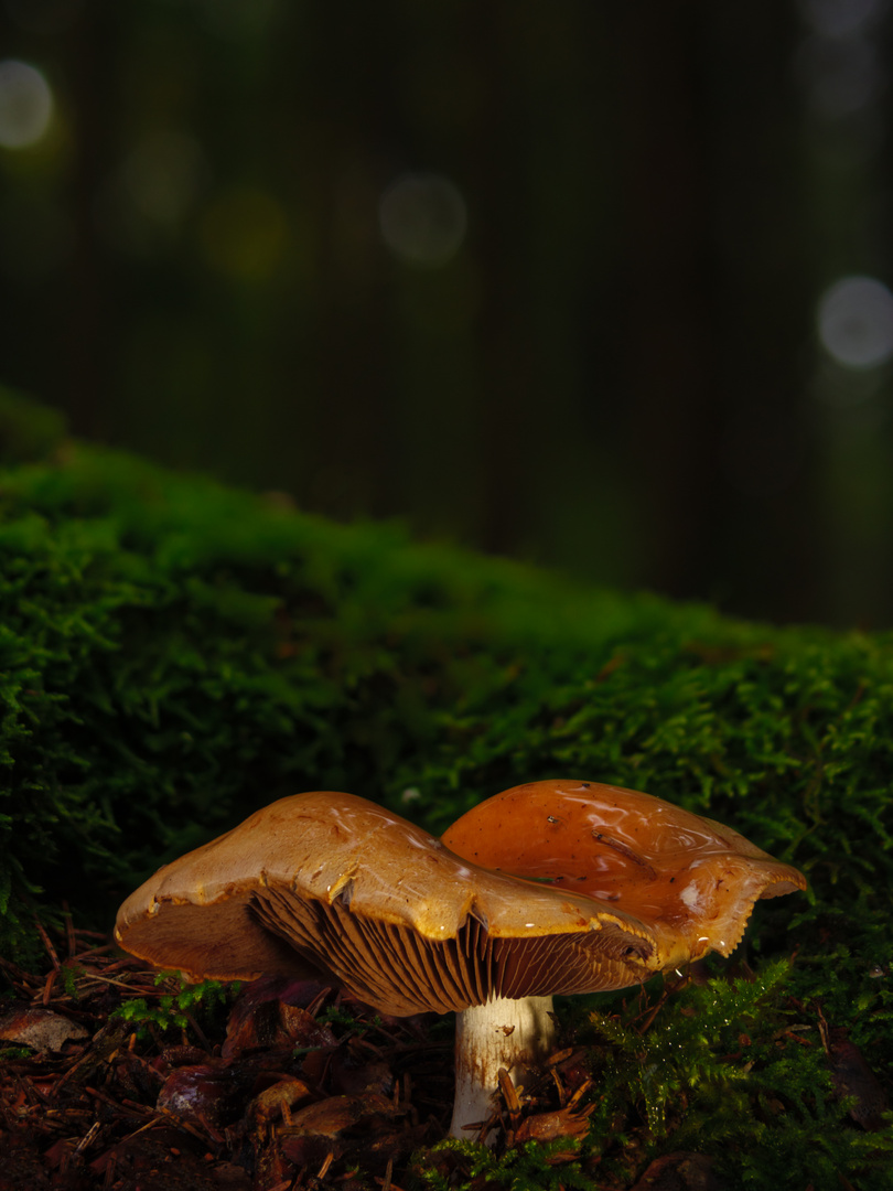 Pilz im Wald