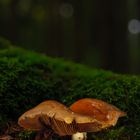 Pilz im Wald