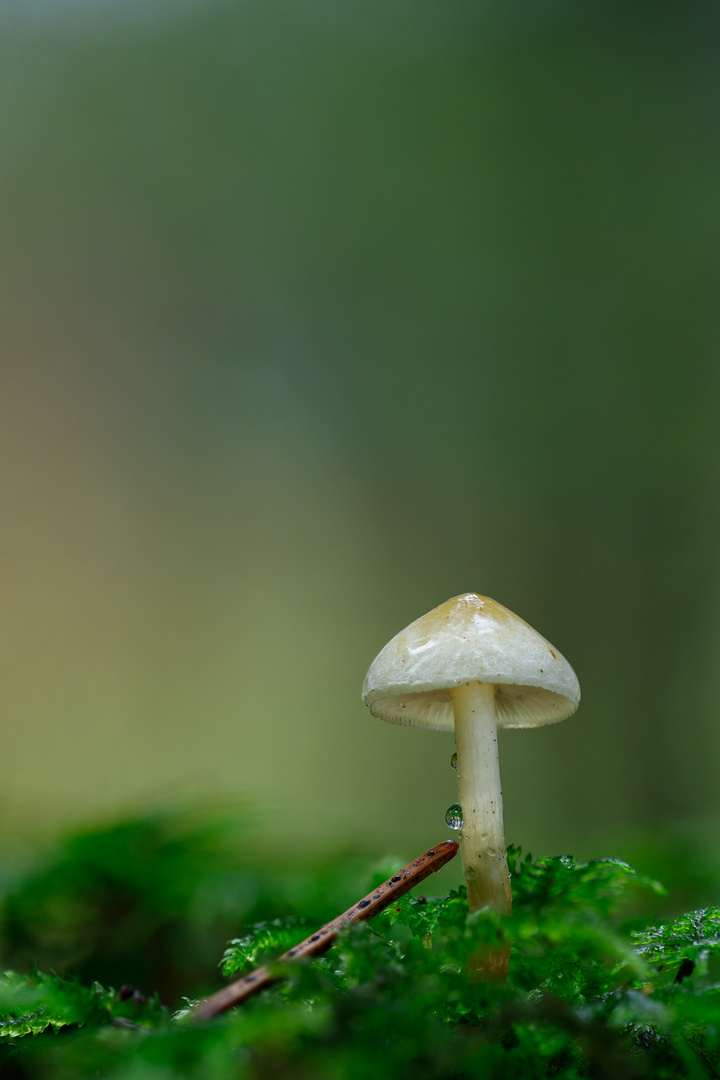 Pilz im Wald