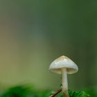 Pilz im Wald