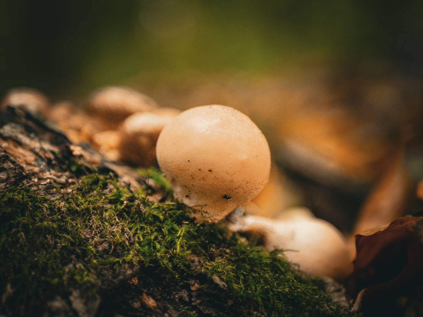 Pilz im Wald