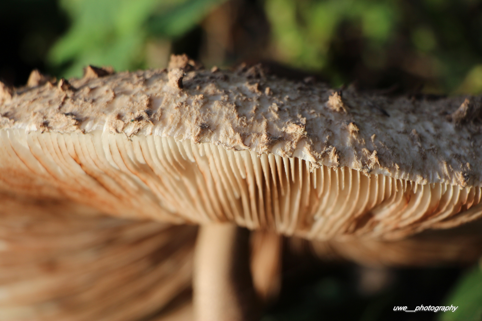 Pilz im Wald 