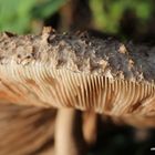 Pilz im Wald 