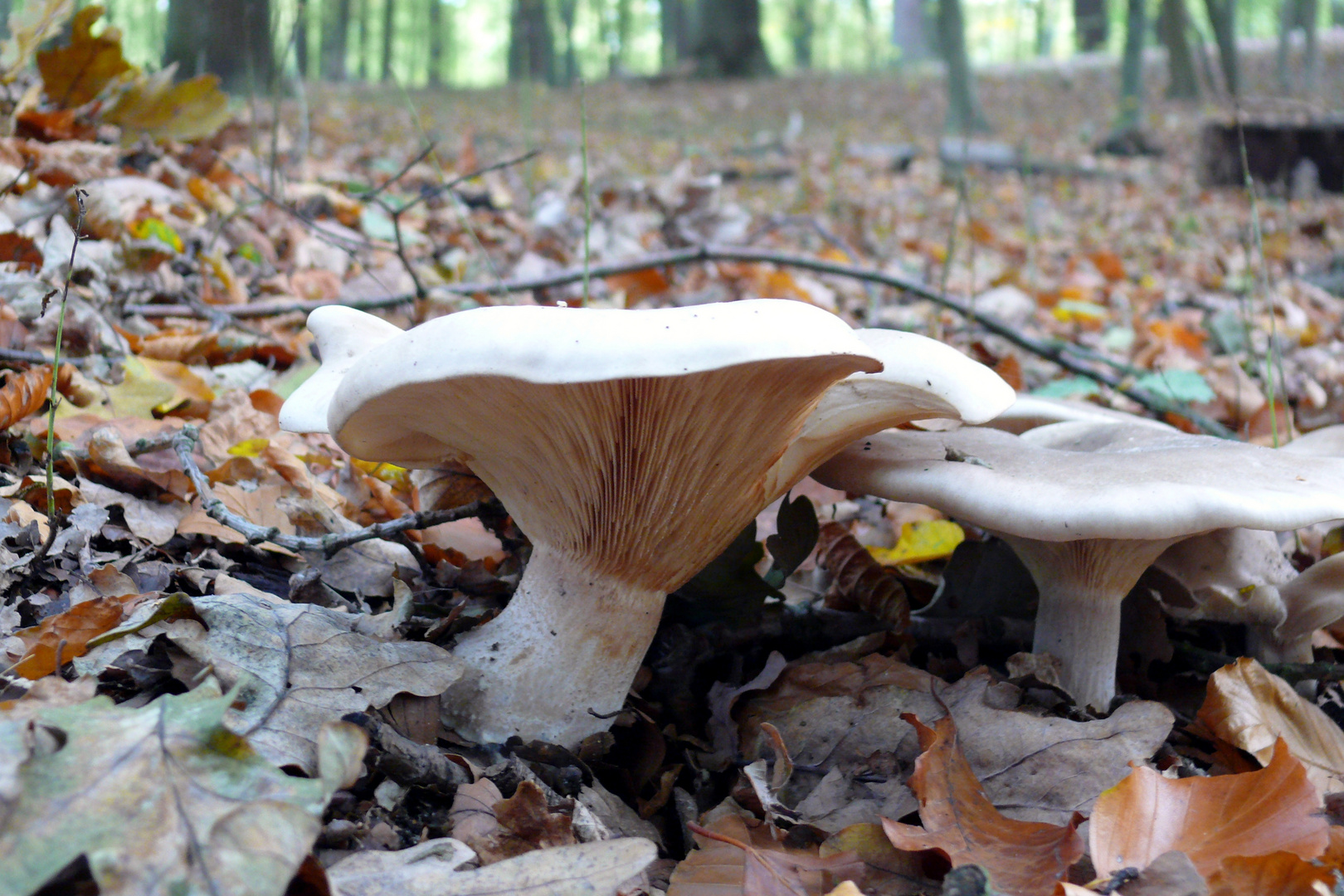 Pilz im Wald