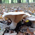 Pilz im Wald