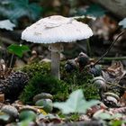 Pilz im Wald