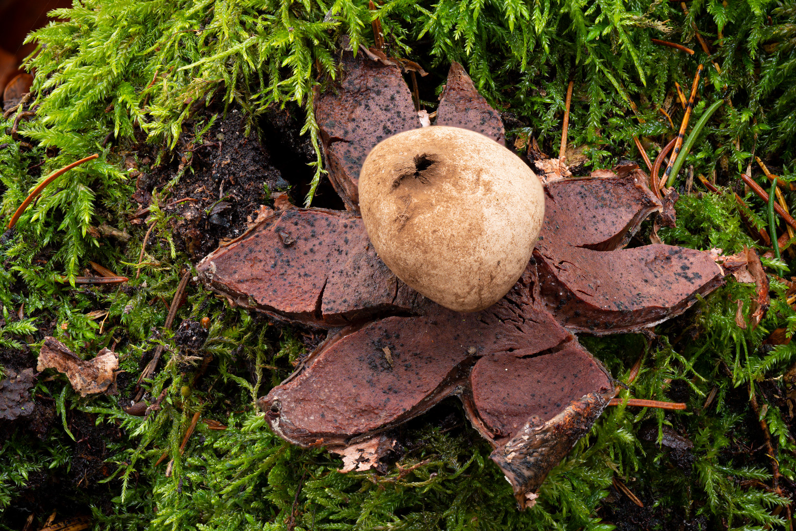 Pilz im Wald