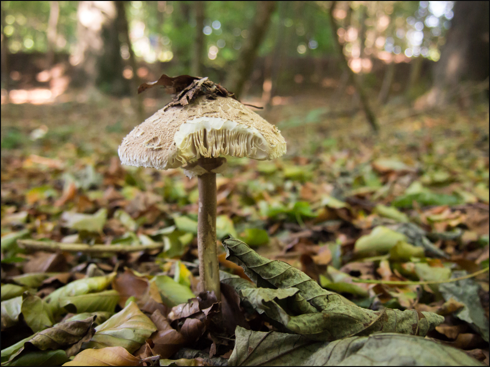 Pilz im Wald