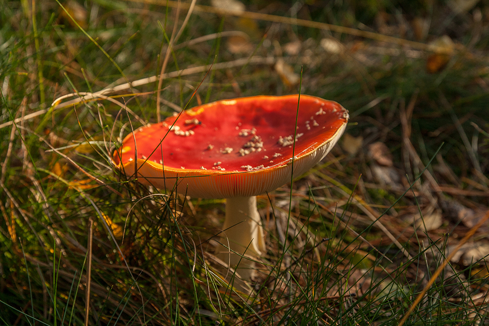 Pilz im Wald