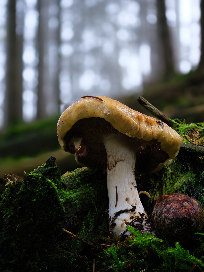 Pilz im Wald