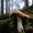 Pilz im Wald