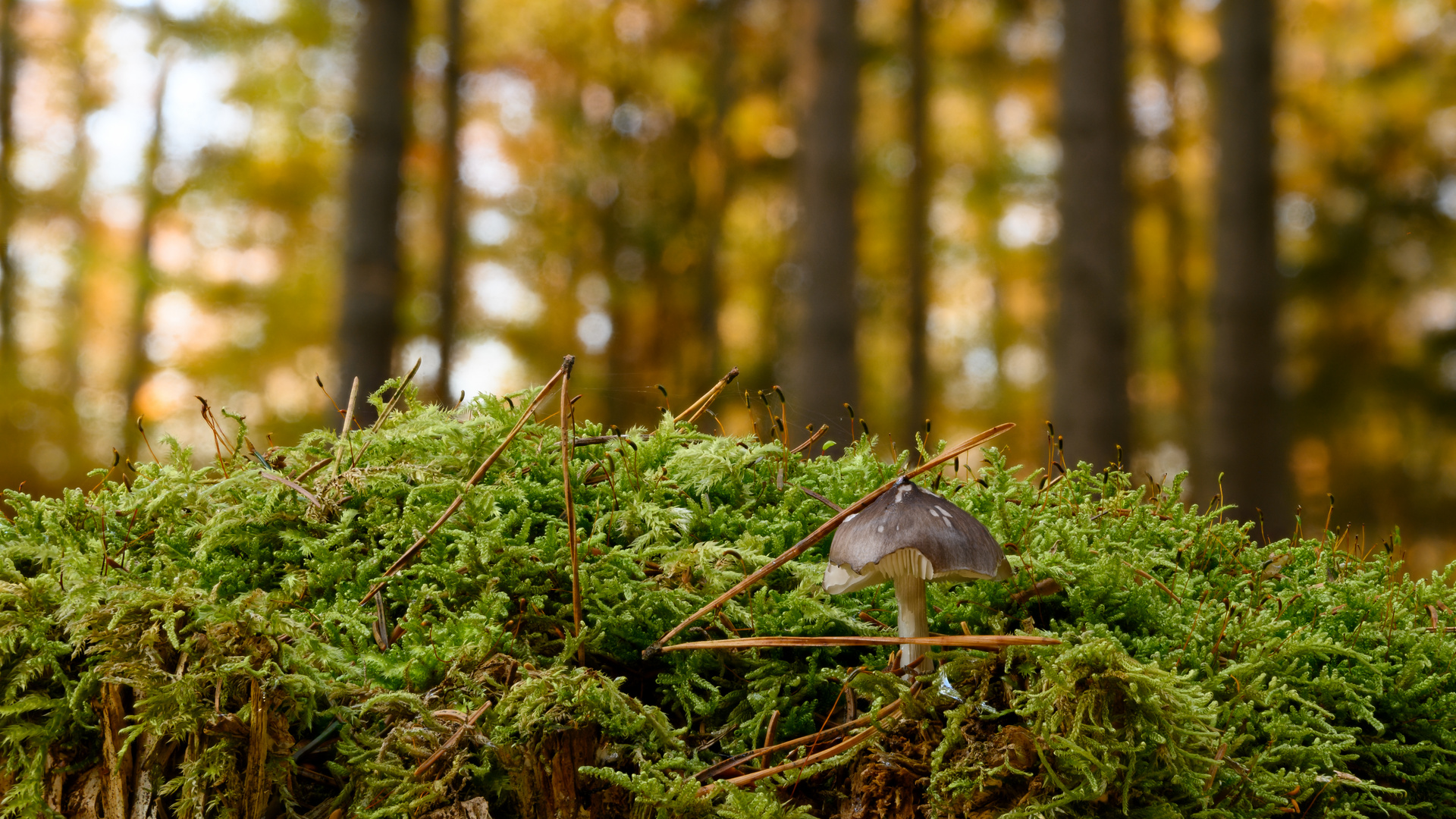 Pilz im Wald