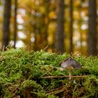 Pilz im Wald