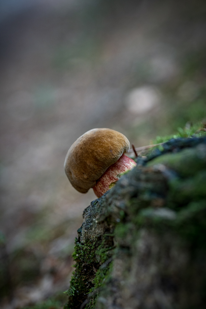 Pilz im Wald