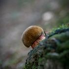 Pilz im Wald