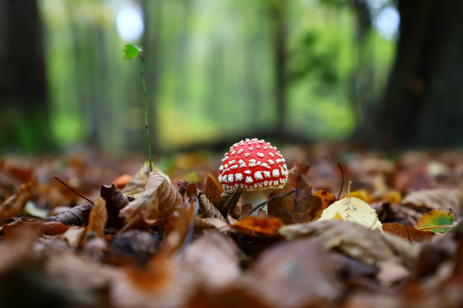 Pilz im Wald Foto &amp; Bild pflanzen, pilze &amp; flechten, natur, wald