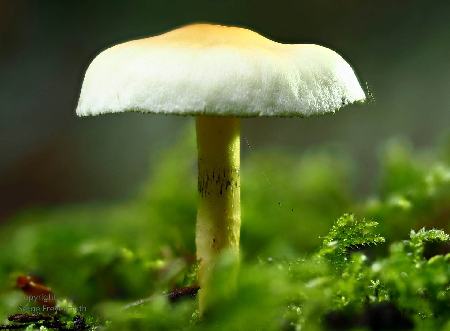 Pilz im Wald