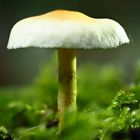 Pilz im Wald