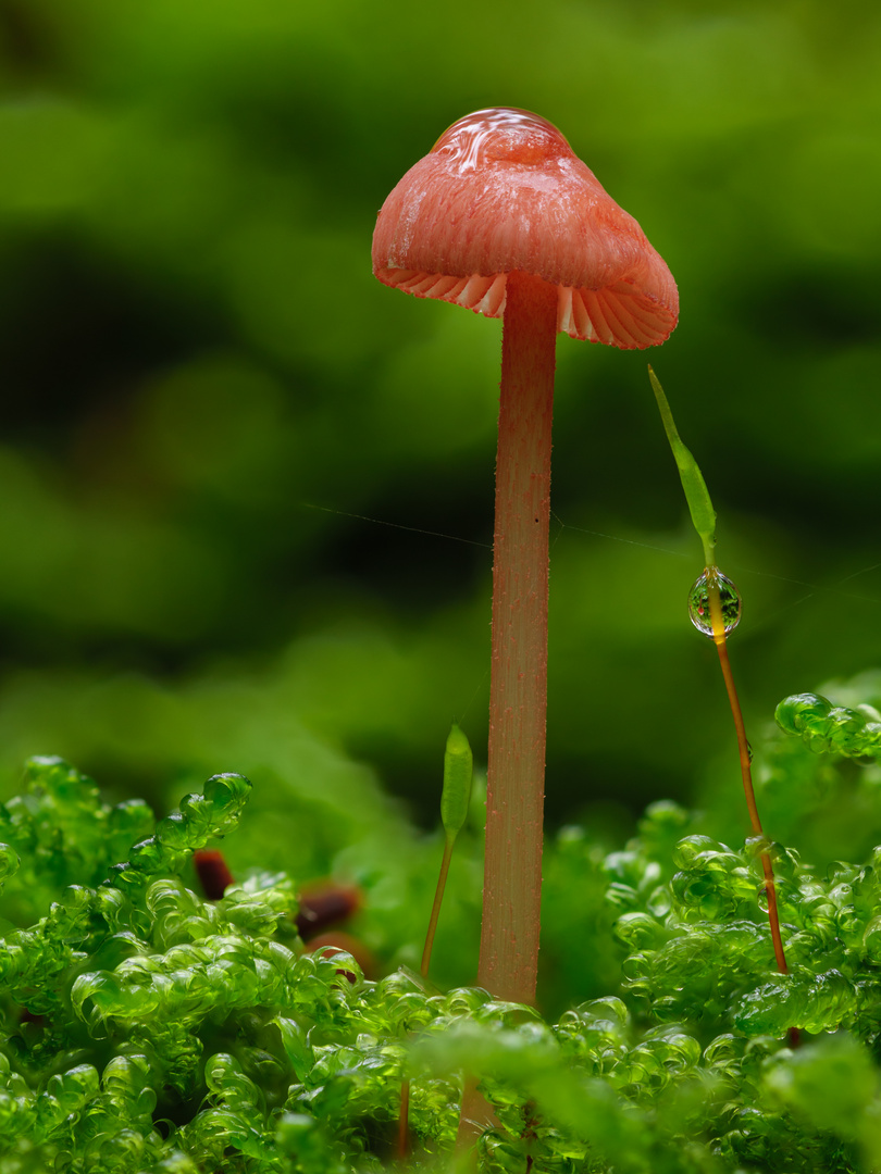 Pilz im Wald