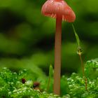 Pilz im Wald