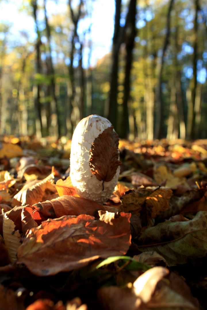 Pilz im Wald