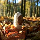 Pilz im Wald