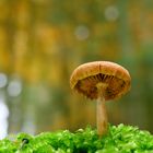 Pilz im Wald