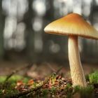 Pilz im Wald