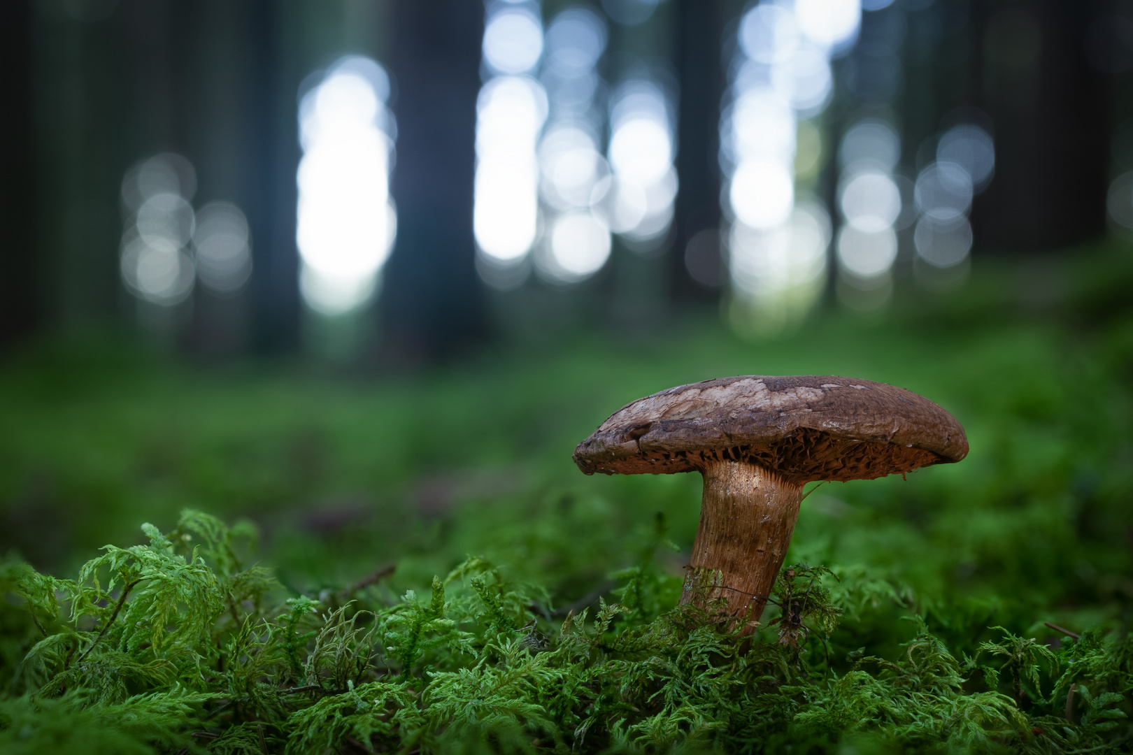 Pilz im Wald