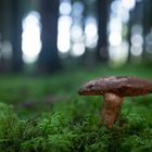 Pilz im Wald