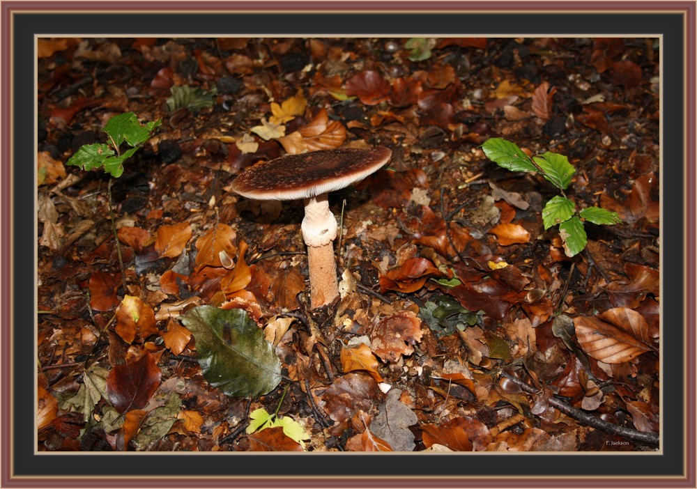 Pilz im Wald