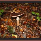 Pilz im Wald