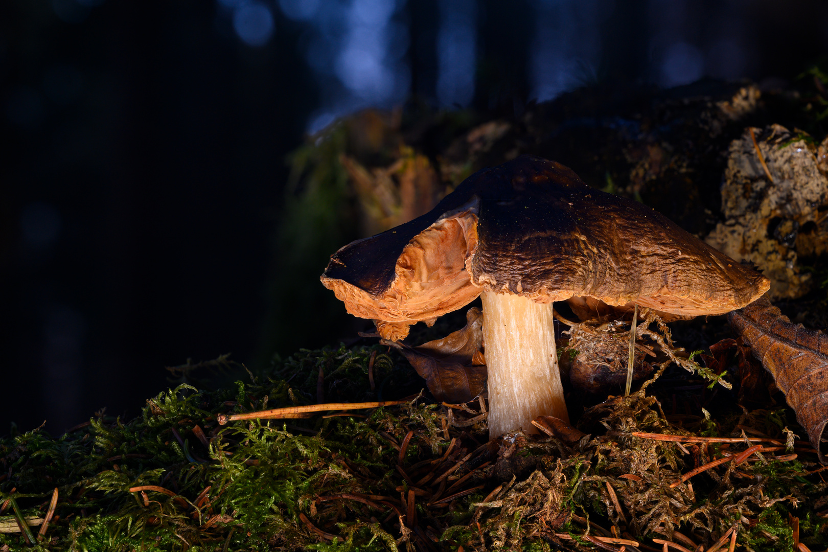 Pilz im Wald