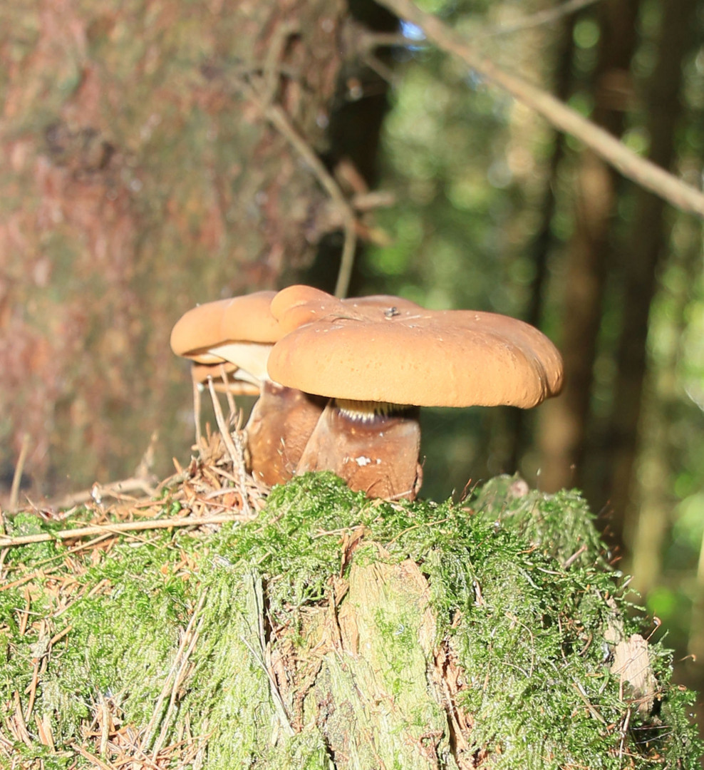 Pilz im Wald Nr.1