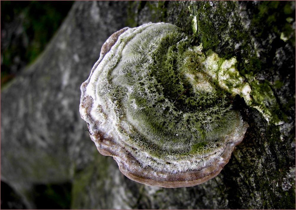 Pilz im Wald - und - Wald auf Pilz