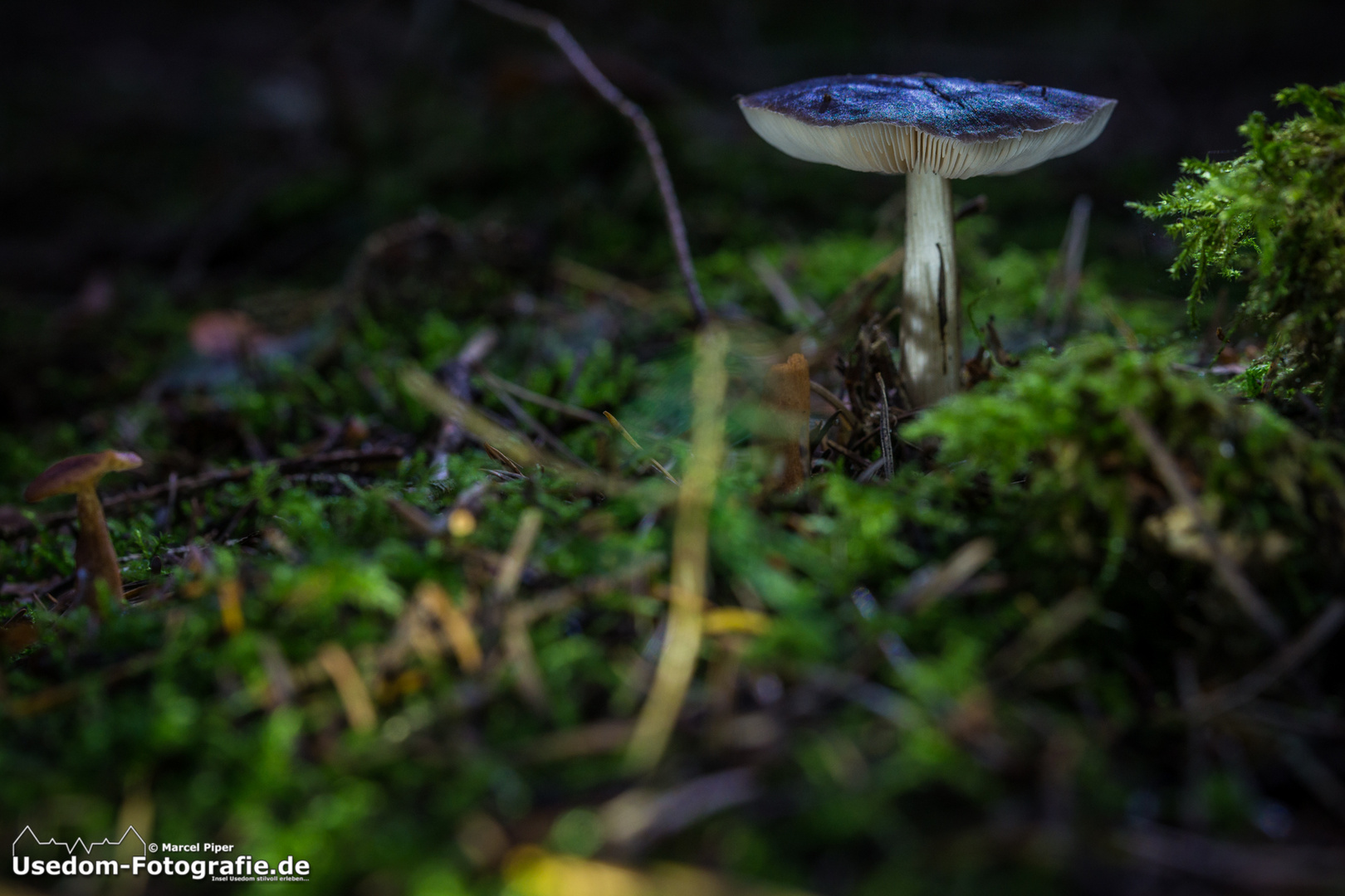 Pilz im Wald von der Insel Usedom 07.10.2013