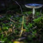 Pilz im Wald von der Insel Usedom 07.10.2013