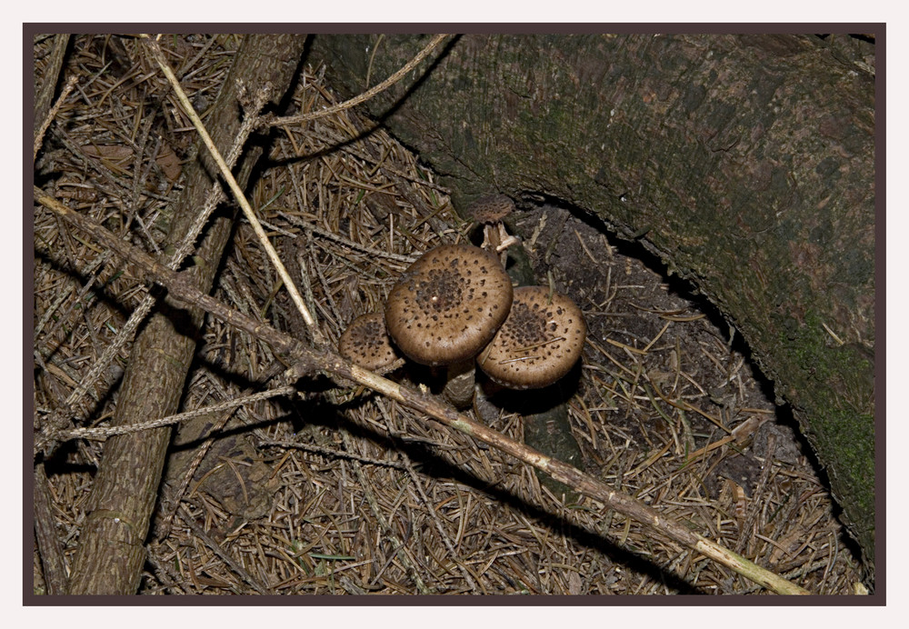 Pilz im Wald ( welcher ? )