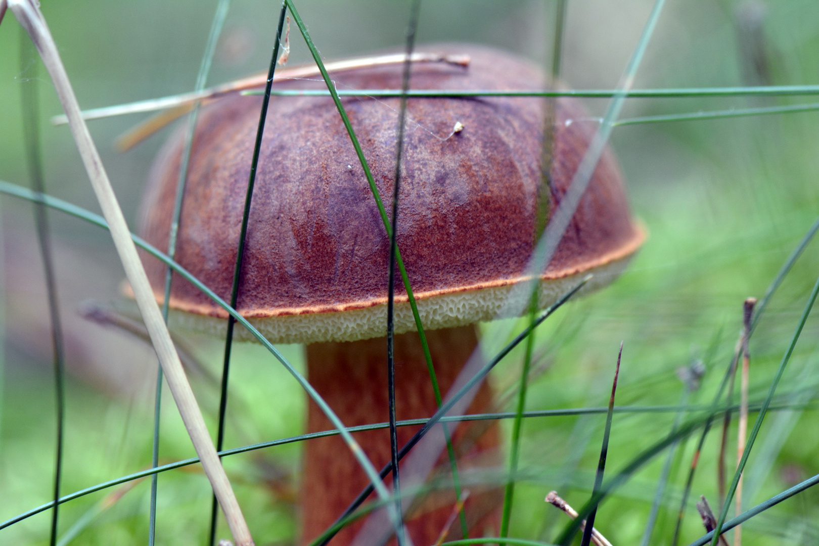 Pilz im Wald08F7DE12-5D86-473C-B589-90C2102ACDB6