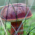 Pilz im Wald08F7DE12-5D86-473C-B589-90C2102ACDB6