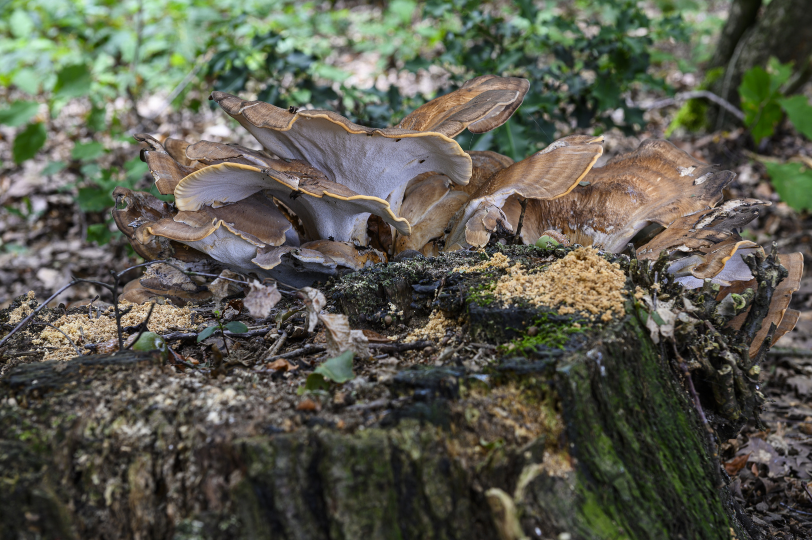 Pilz im Wald#2